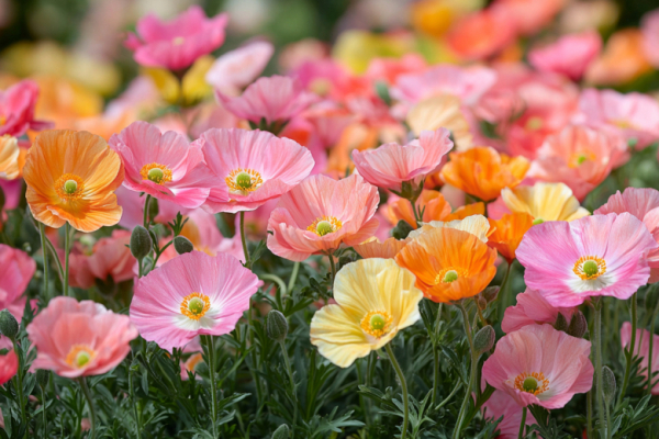 Никакого полива и прополки: цветок для вечно занятых &mdash; сеется сам и цветет с июня до снега