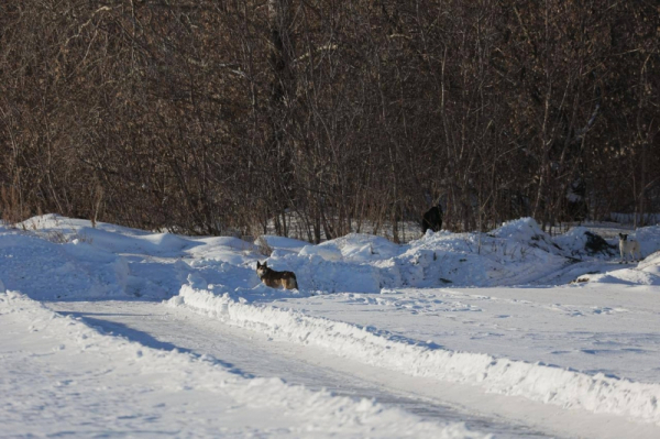 В Челябинске может появиться чат-бот для жалоб на бродячих животных