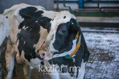 Ограничения из-за бруцеллеза скота действуют в трех селах СКО