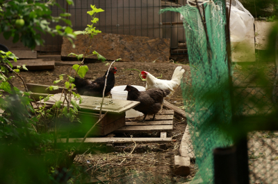 Класс опасности не тот: почему стройка птицефабрики под Казанью пугает жителей