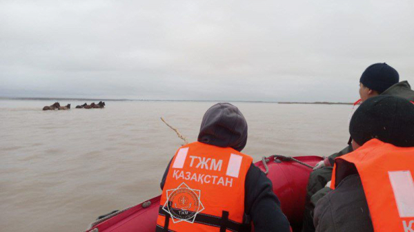 В Акмолинской области спасатели МЧС вызволили из водной ловушки 9 лошадей