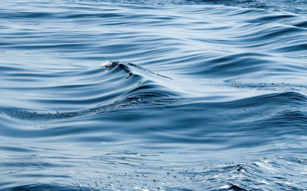 Тюлень Шкода Шкотова начала финальный этап реабилитации в Приморье