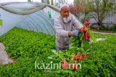 Площади теплиц в Казахстане сократились из-за низкой рентабельности бизнеса