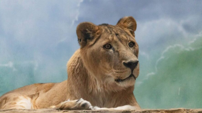 Сбежавшая домашняя львица едва не растерзала маленькую девочку 27/01/2026 &ndash; Новости