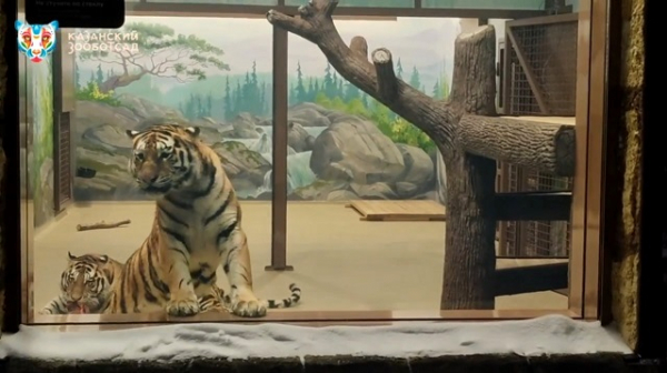 &laquo;Осмелели полосатики&raquo;: амурские тигры в Казани выходят к посетителям после обеда