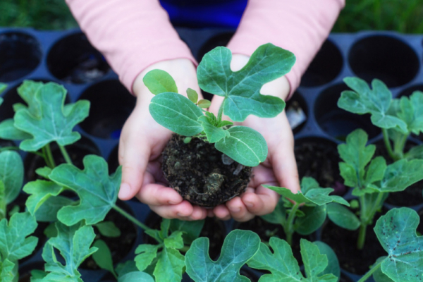 Садовод рассказала, как высадить рассаду в апреле и не убить ее