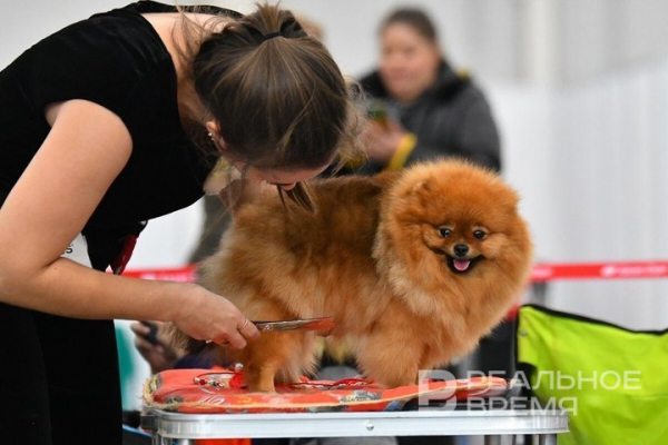 В поселках Казани 25 и 26 апреля откроют пункты вакцинации животных