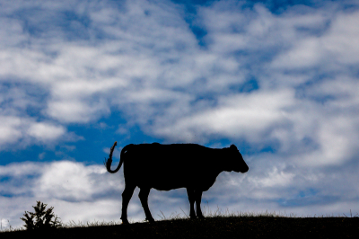 В&nbsp;Татарстане ввели частичный запрет на&nbsp;ввоз парнокопытных животных