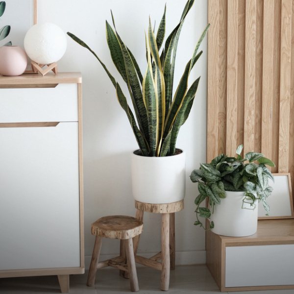 8 магазинов комнатных растений в Алматы