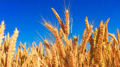 Синоптики предупредили о дождях и похолодании в зерновых регионах Казахстана