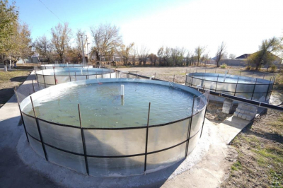 Искусственное рыбоводство: потенциал отрасли в Туркестанской области очень высок