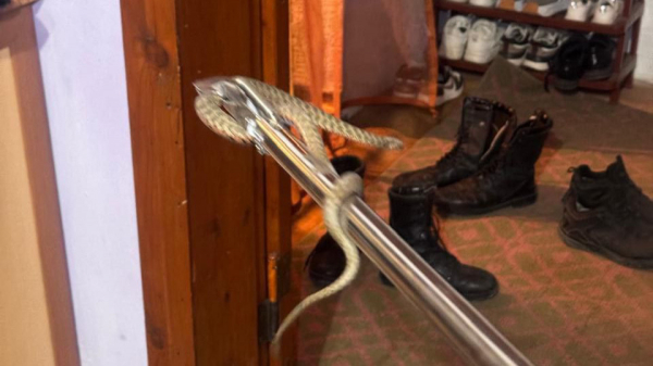 В Таразе спасатели поймали змею во дворе частного дома