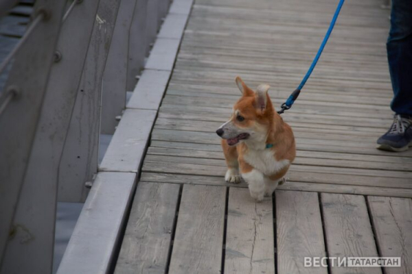 В парках Казани проведут бесплатные занятия для собак