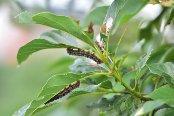 Агроном рассказал, как защитить участок от вредителей