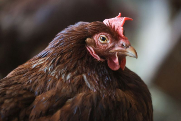 Куры, кролики, козы: правила содержания животных на садовых участках &mdash; 2026