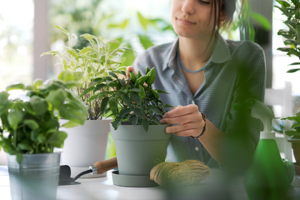 Как подготовить комнатные растения к весне: 7 шагов до идеального цветения