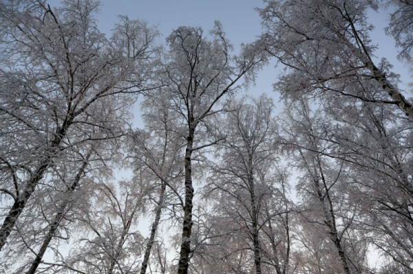 Синоптик назвала вероятные сроки потепления в Москве